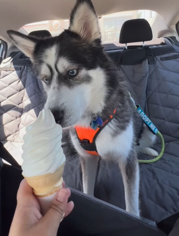 dog and ice cream