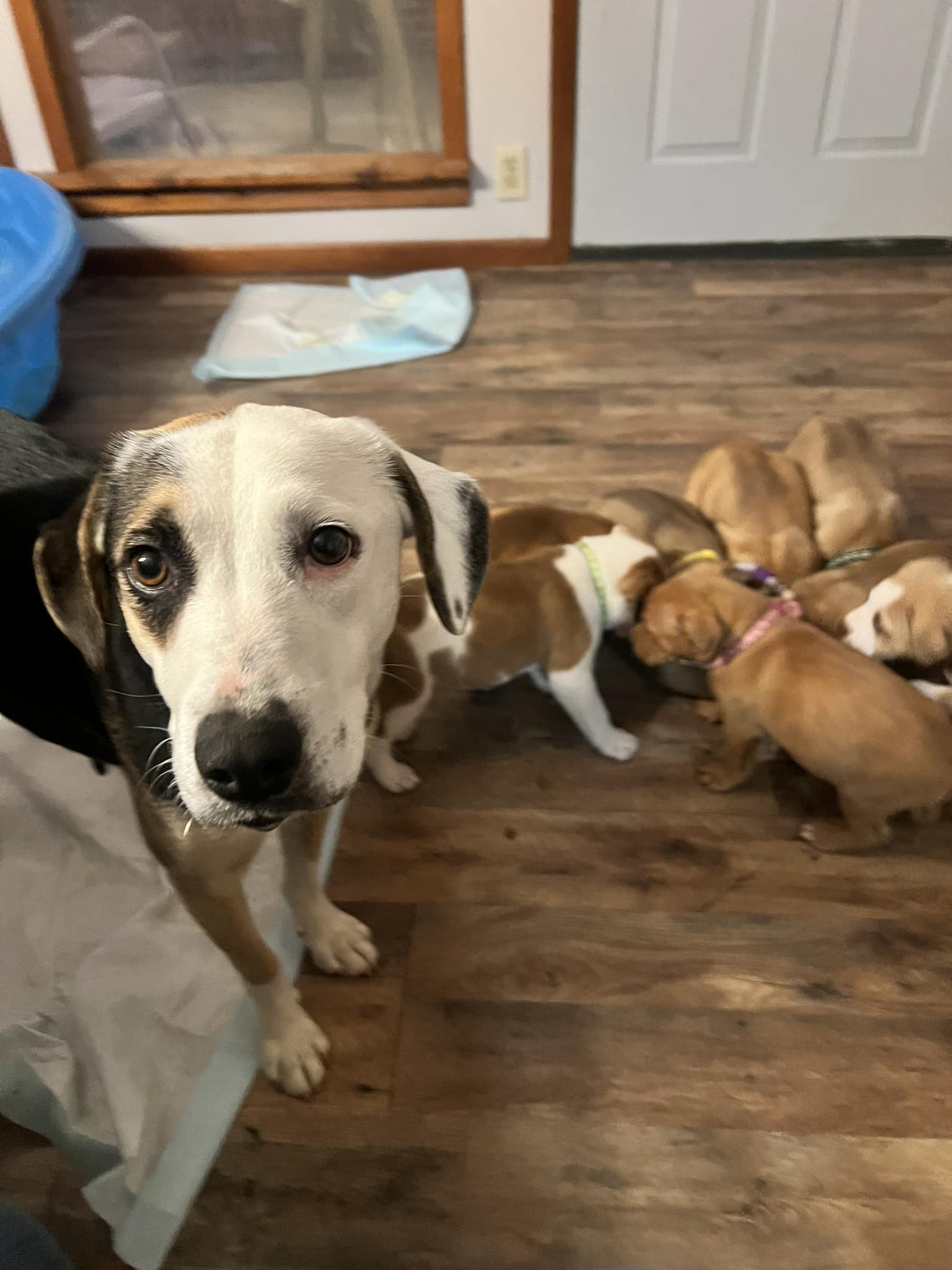 dog and puppies indoors