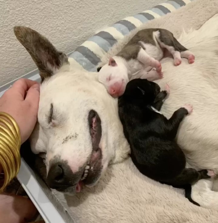 dog and puppies sleeping
