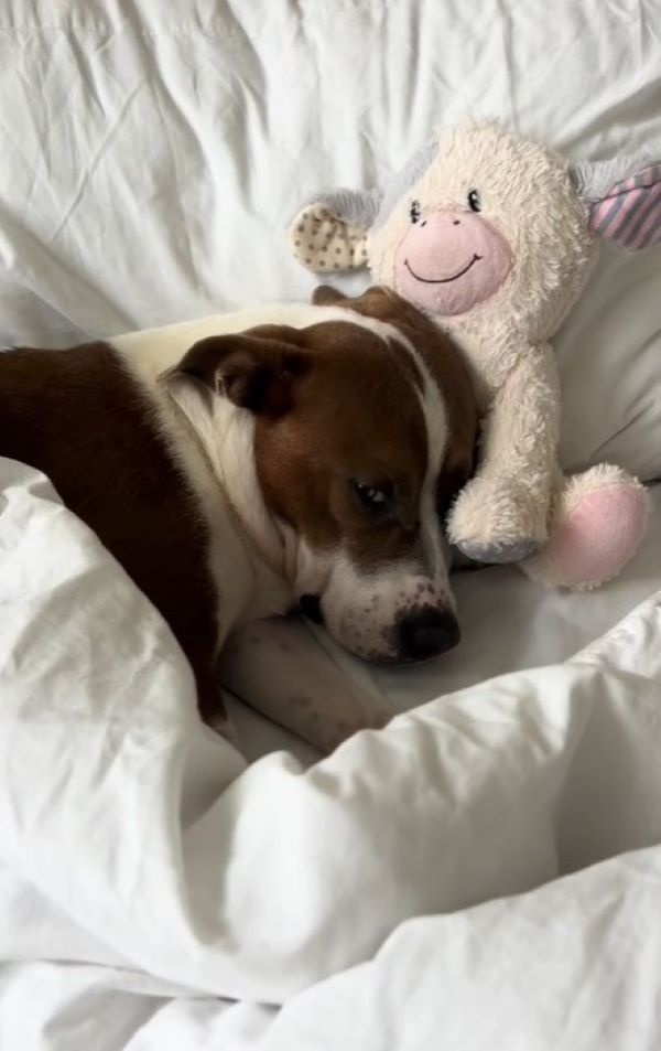 dog and toy