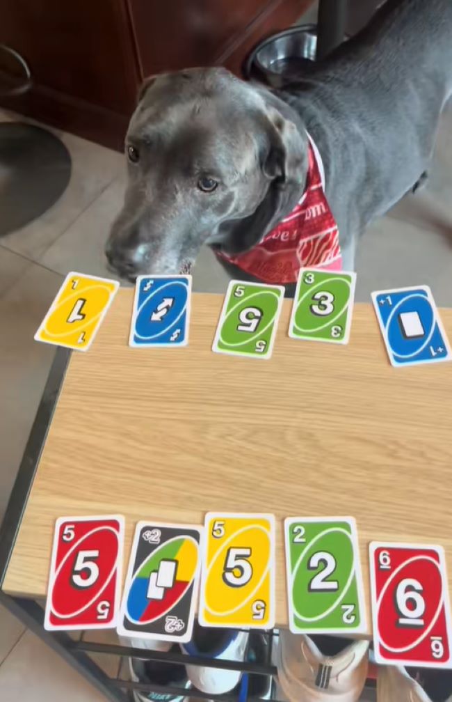 dog and uno cards