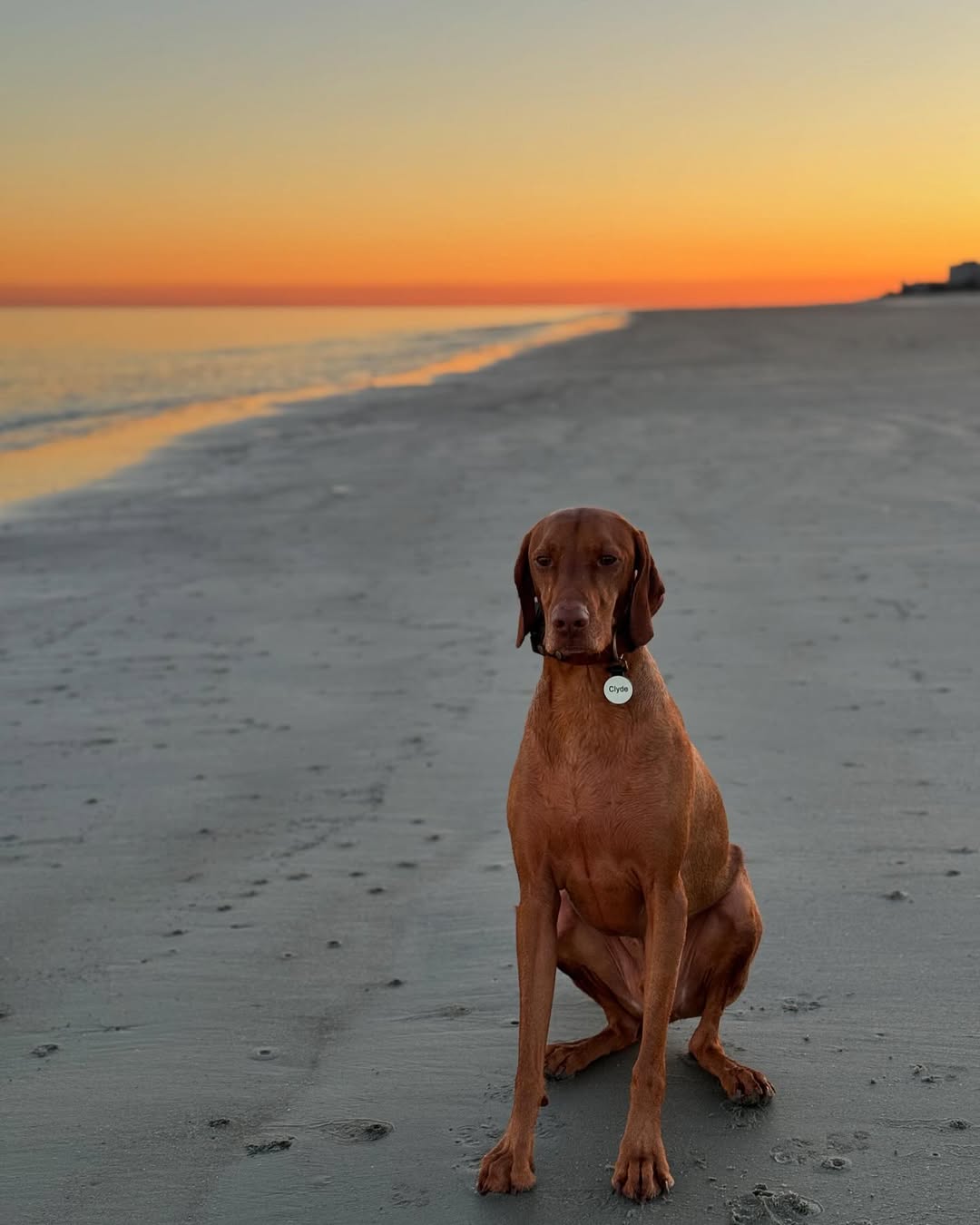 dog at the beach