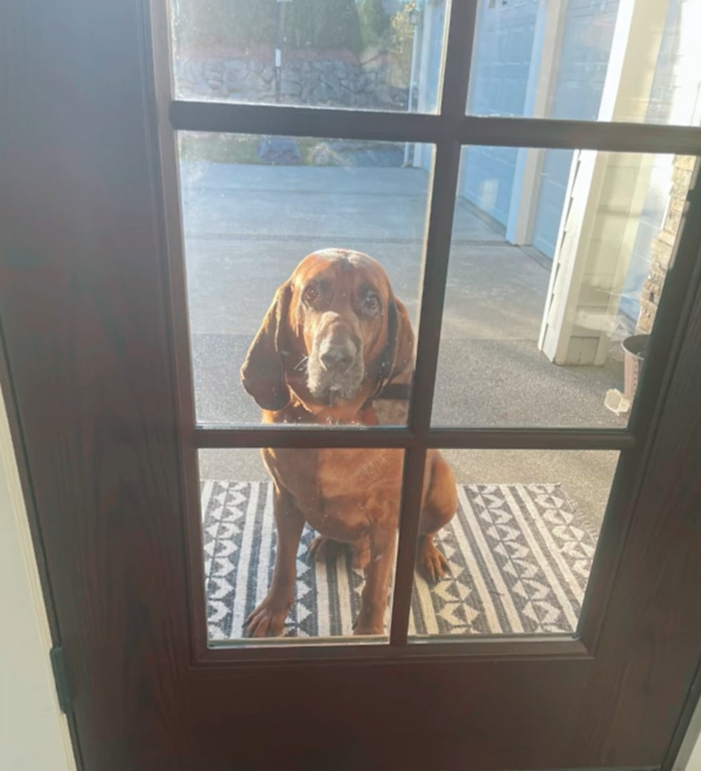 dog at the front door