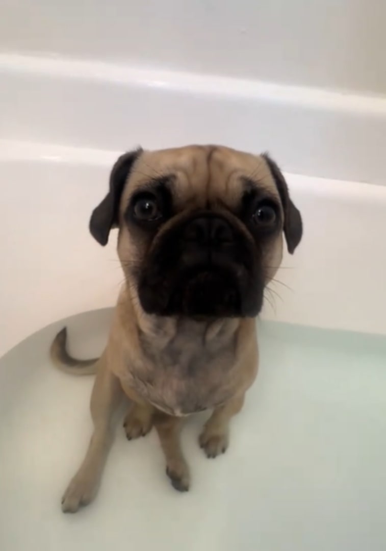 dog bathing