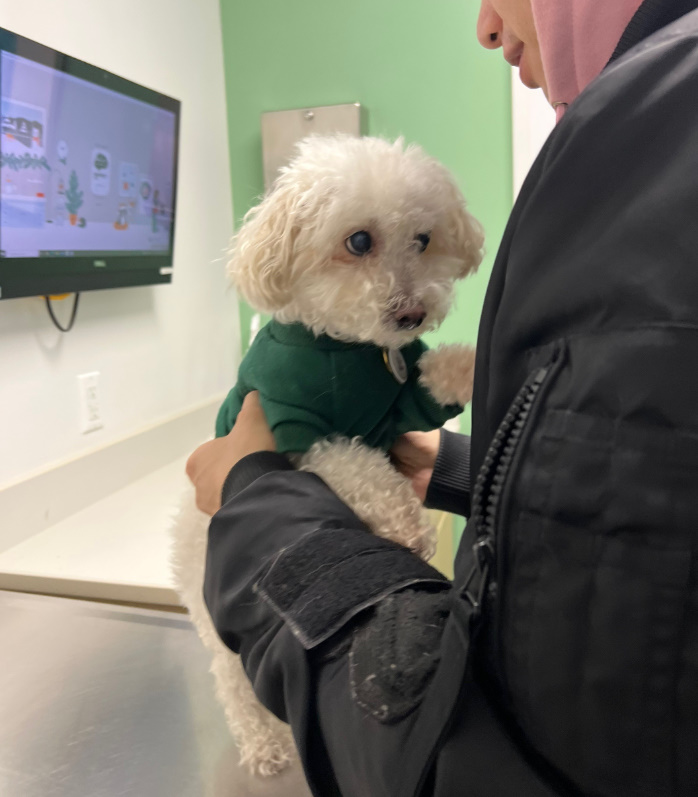 dog being held
