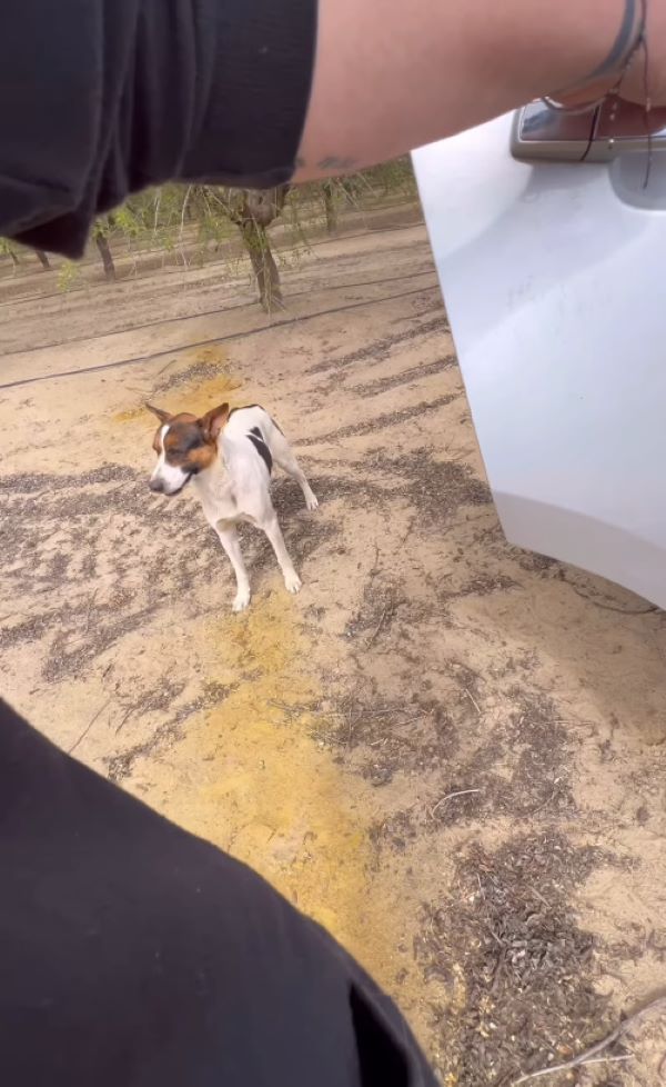 dog by the car