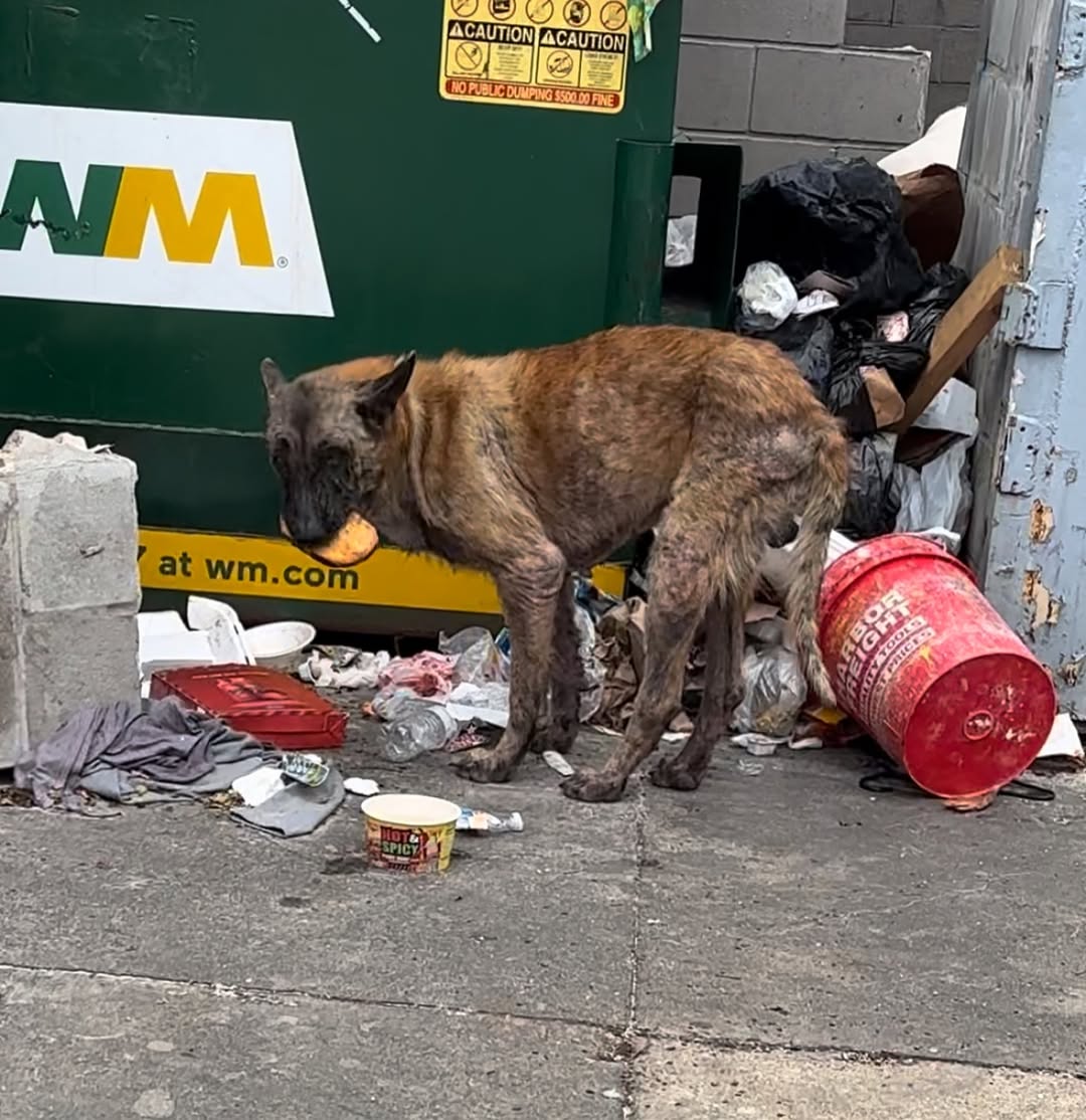 dog eating trash