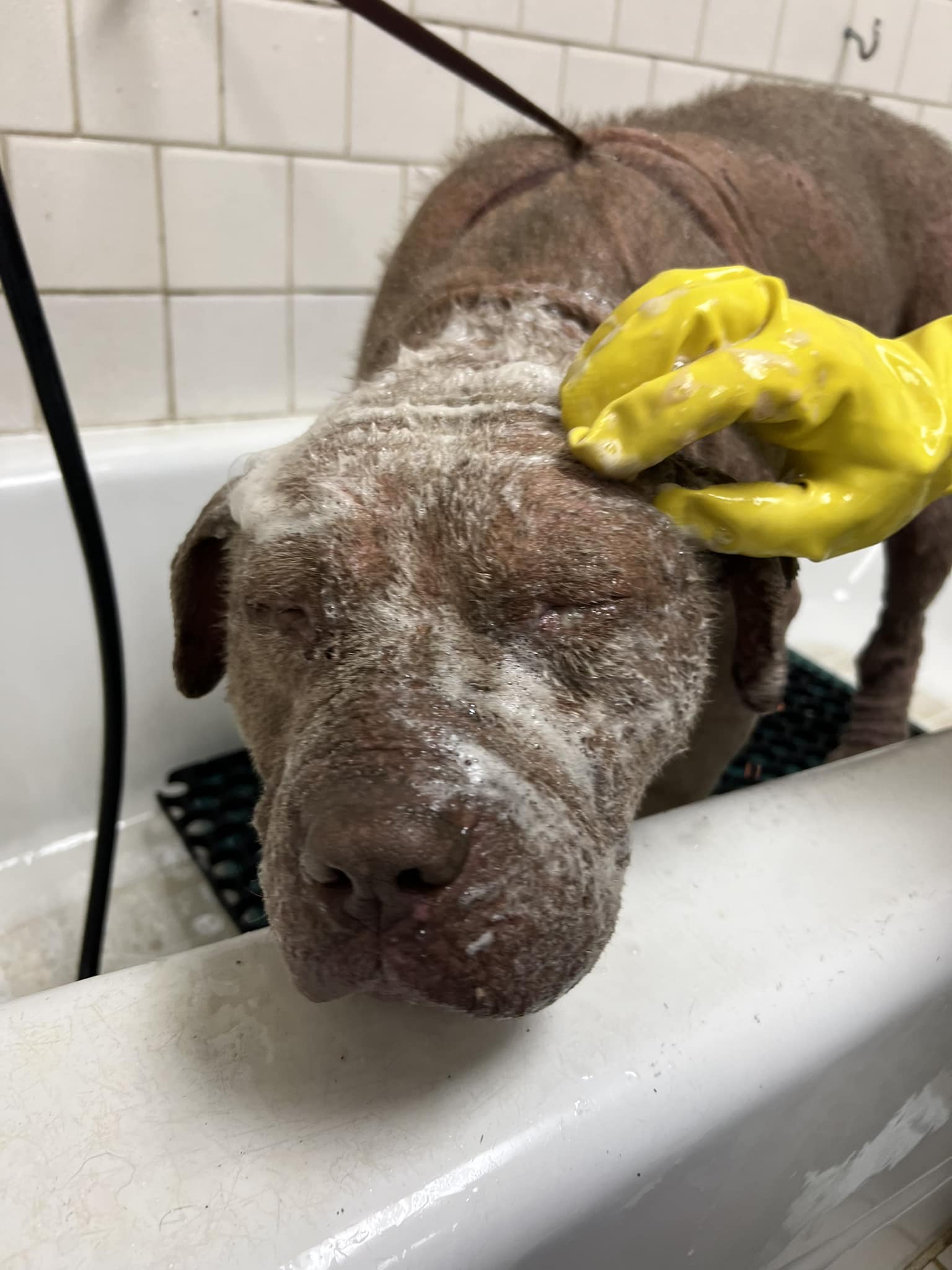 dog getting a bath