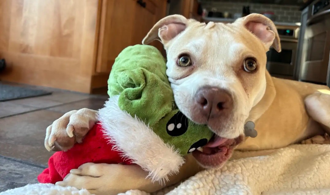 dog hugging a toy