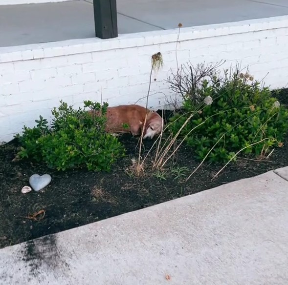 dog in a bush