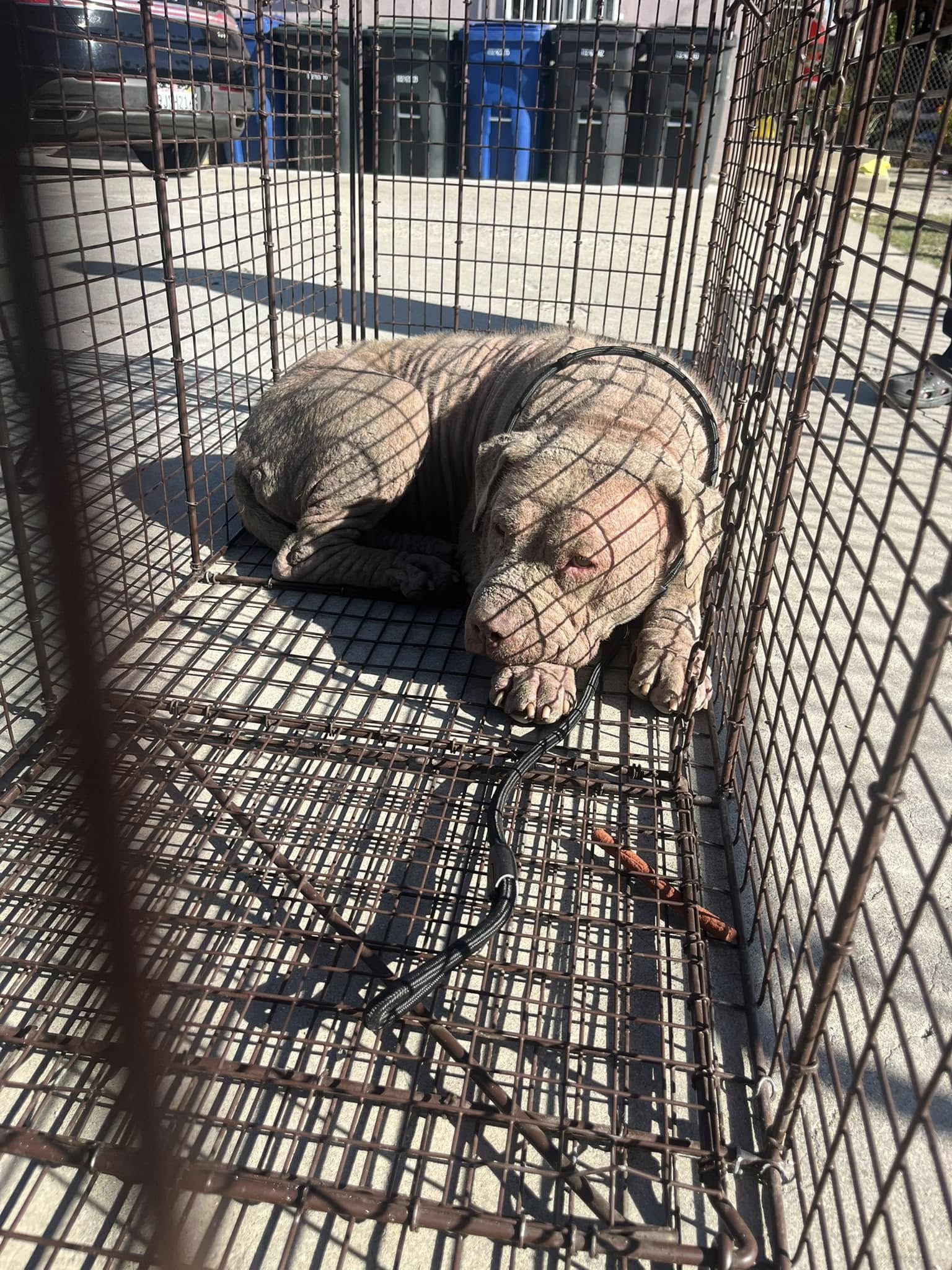 dog in a kennel