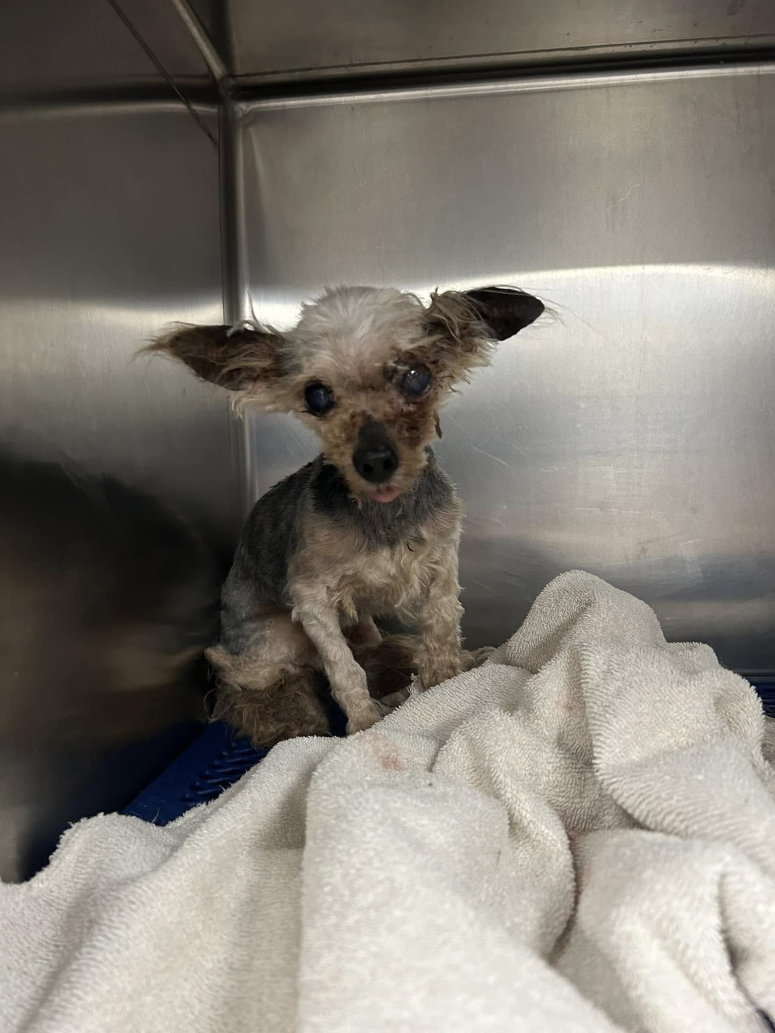 dog in bad shape