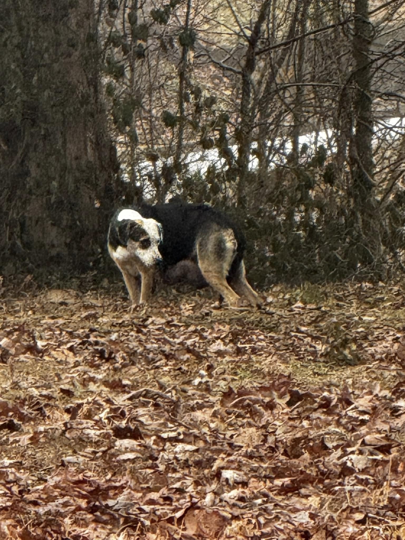 dog in bushes