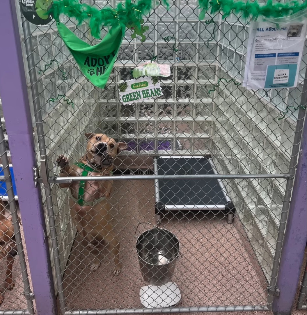 dog in cage