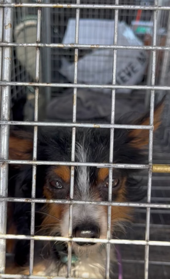 dog in cage