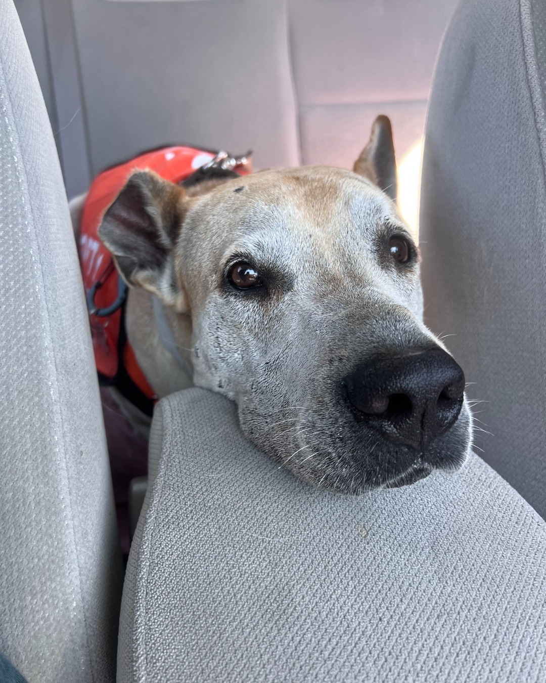 dog in car