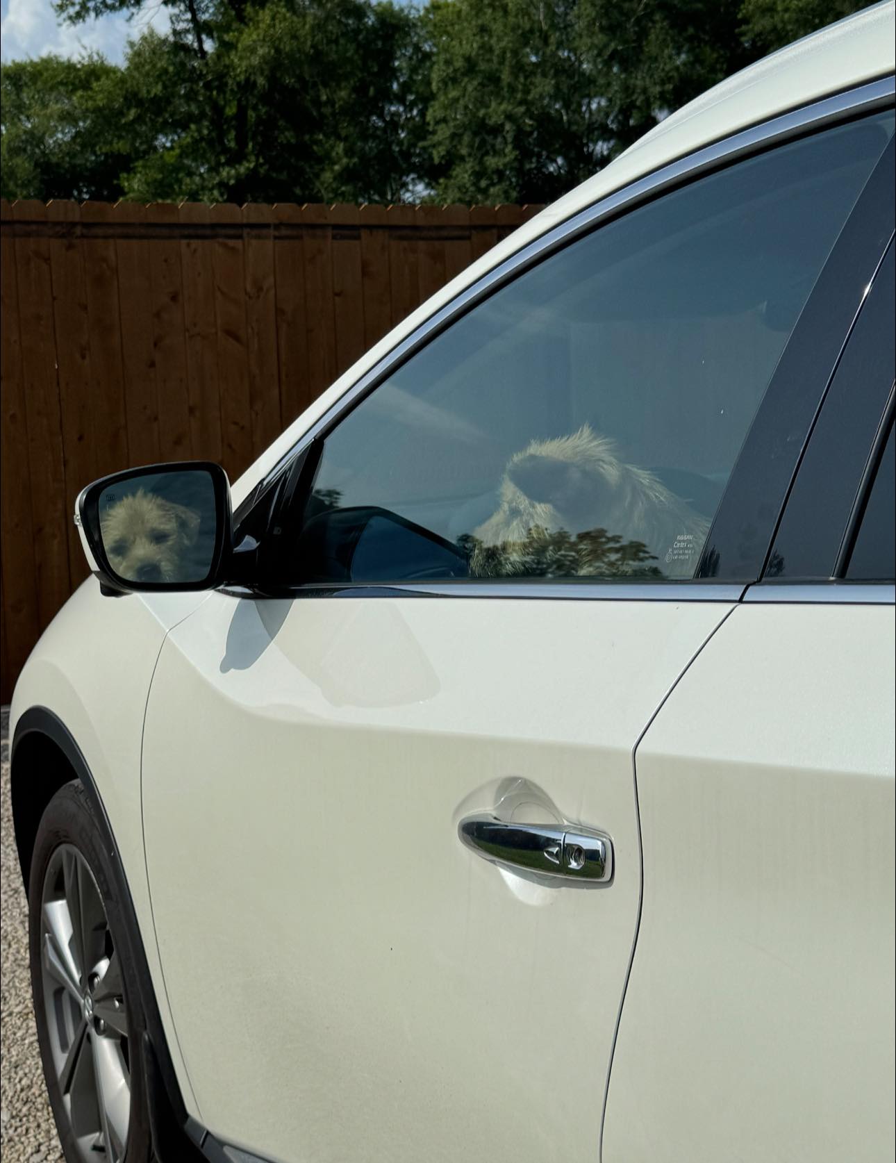 dog in car