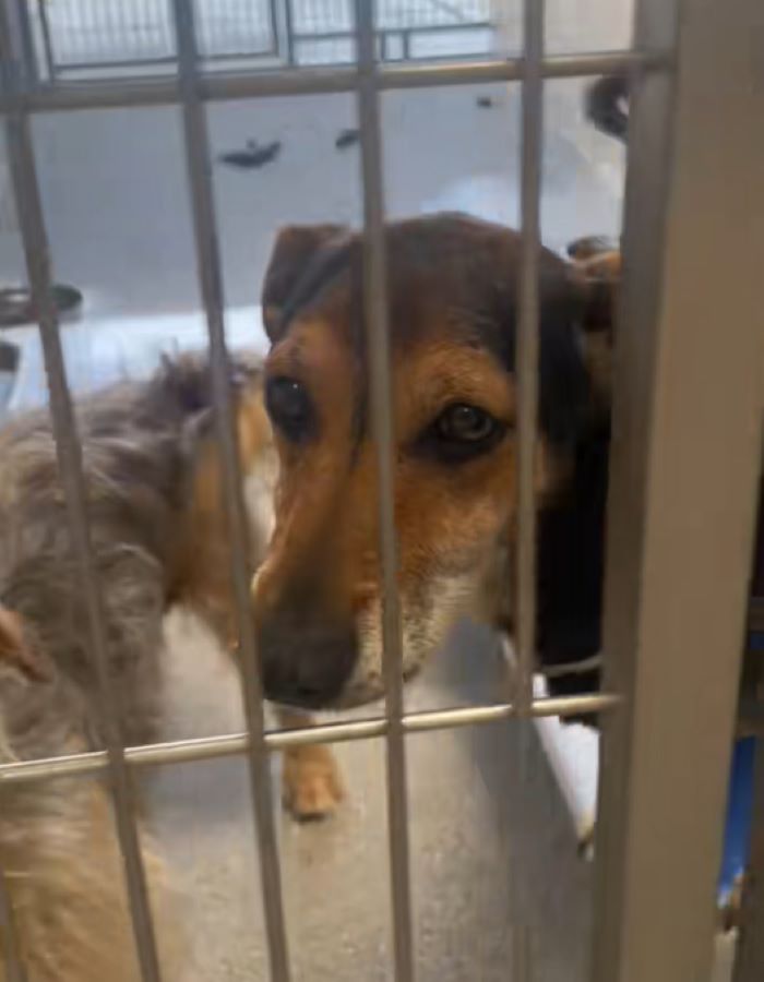 dog in cell