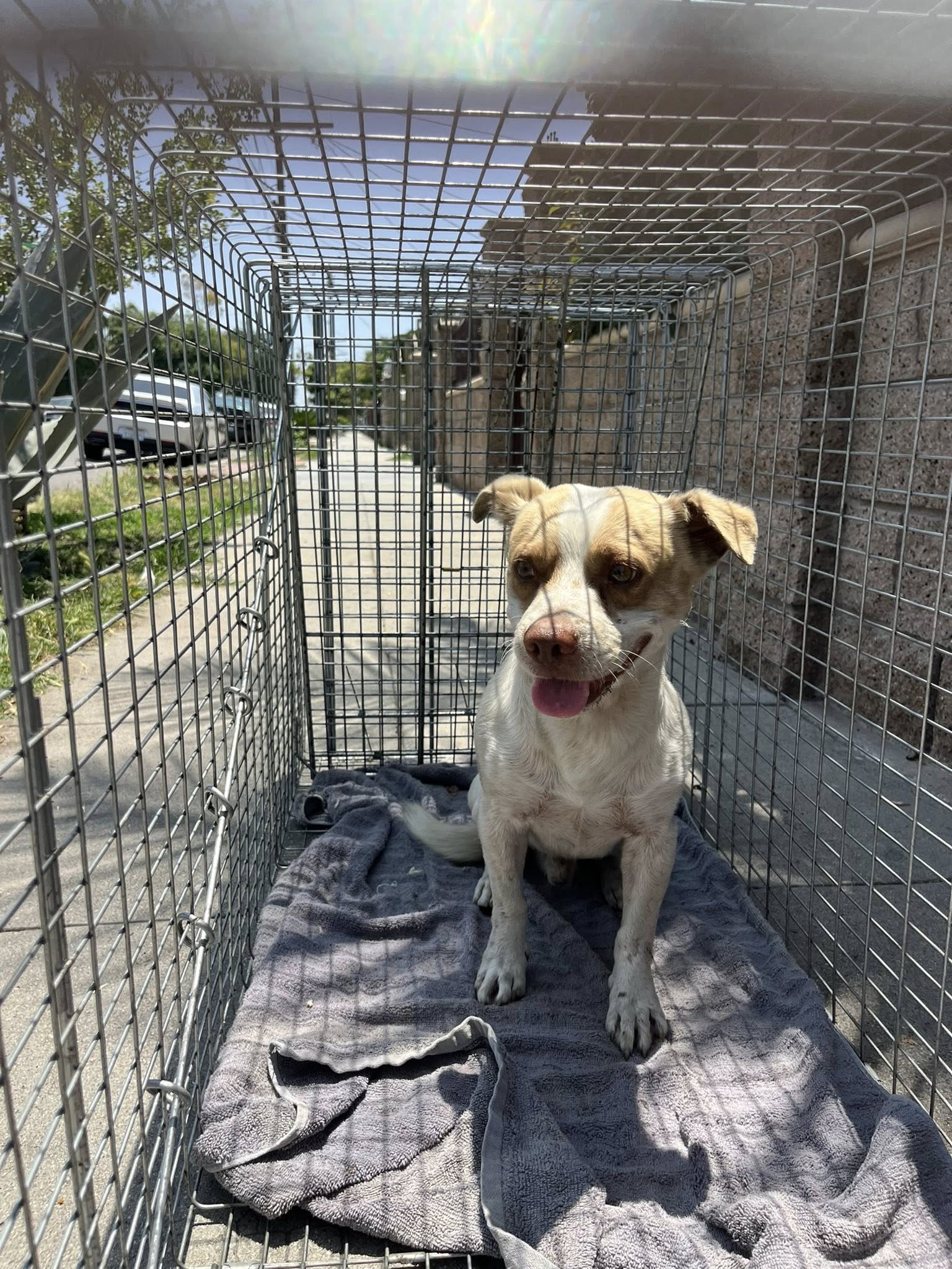 dog in crate