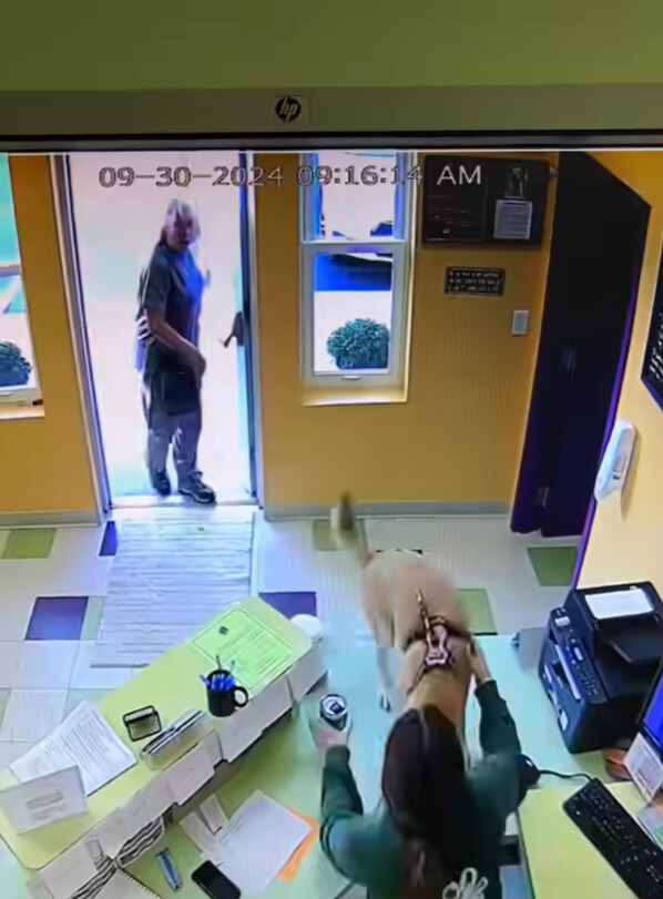 dog in daycare