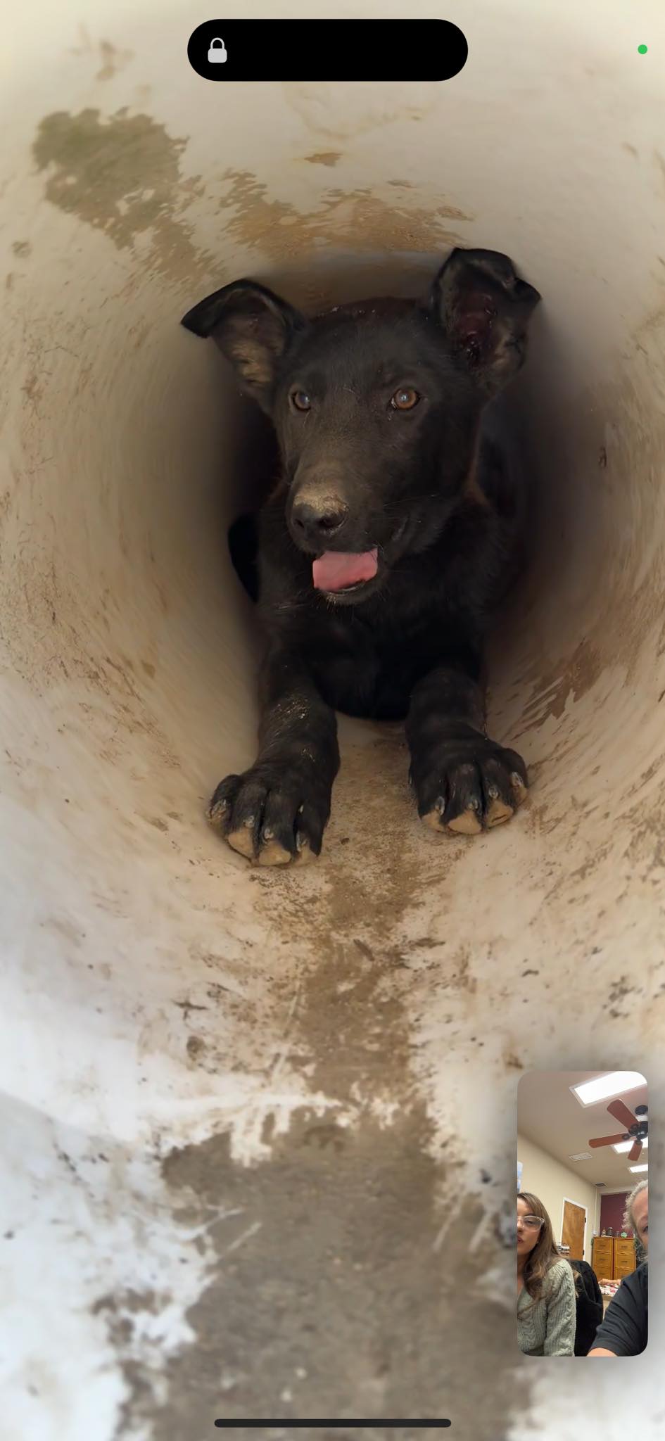 dog in drainpipe