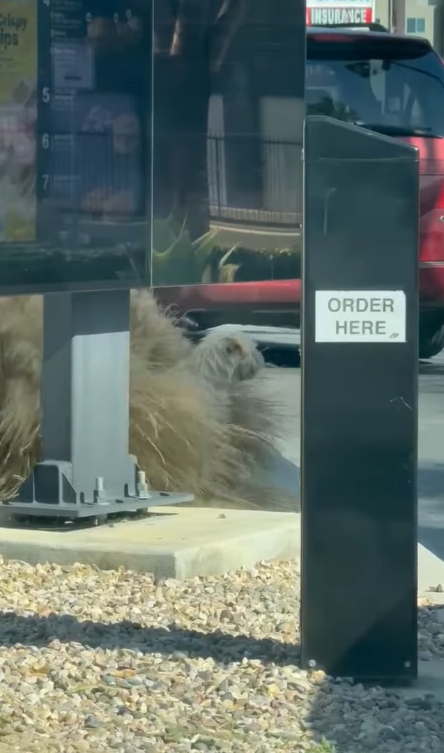 dog in drive thru