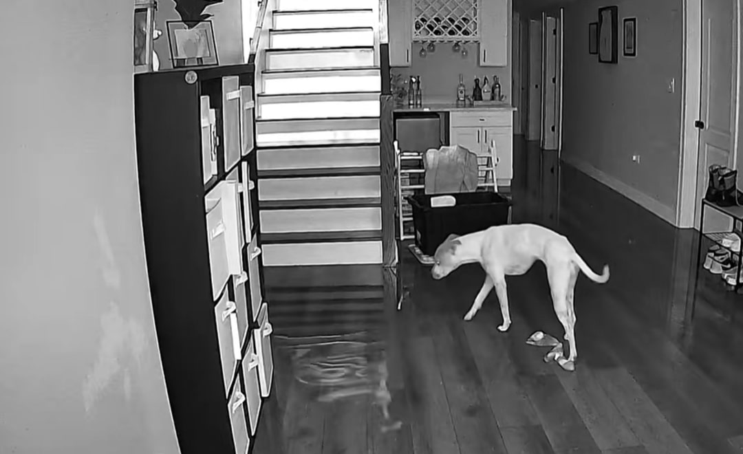 dog in flooded house