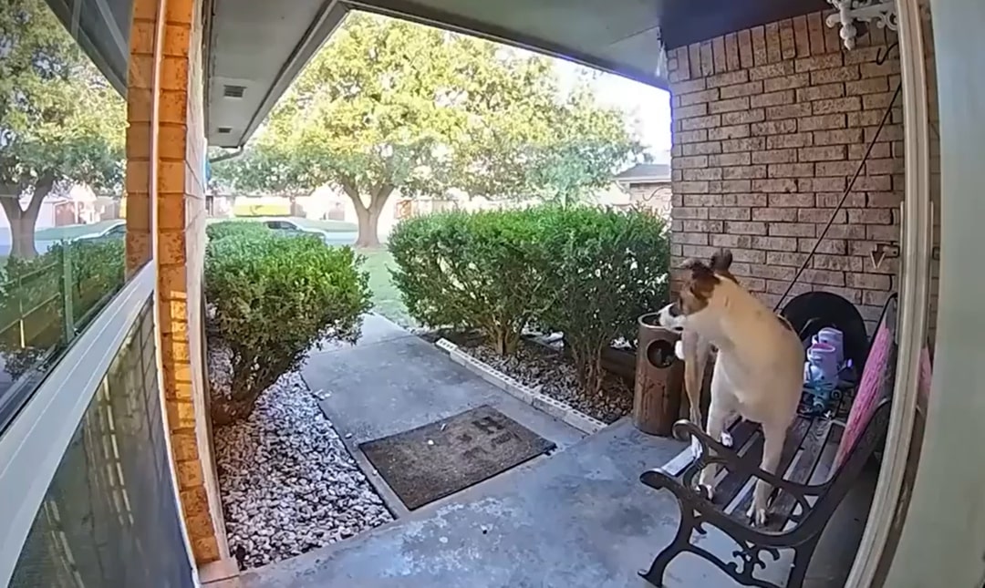 dog in front of door