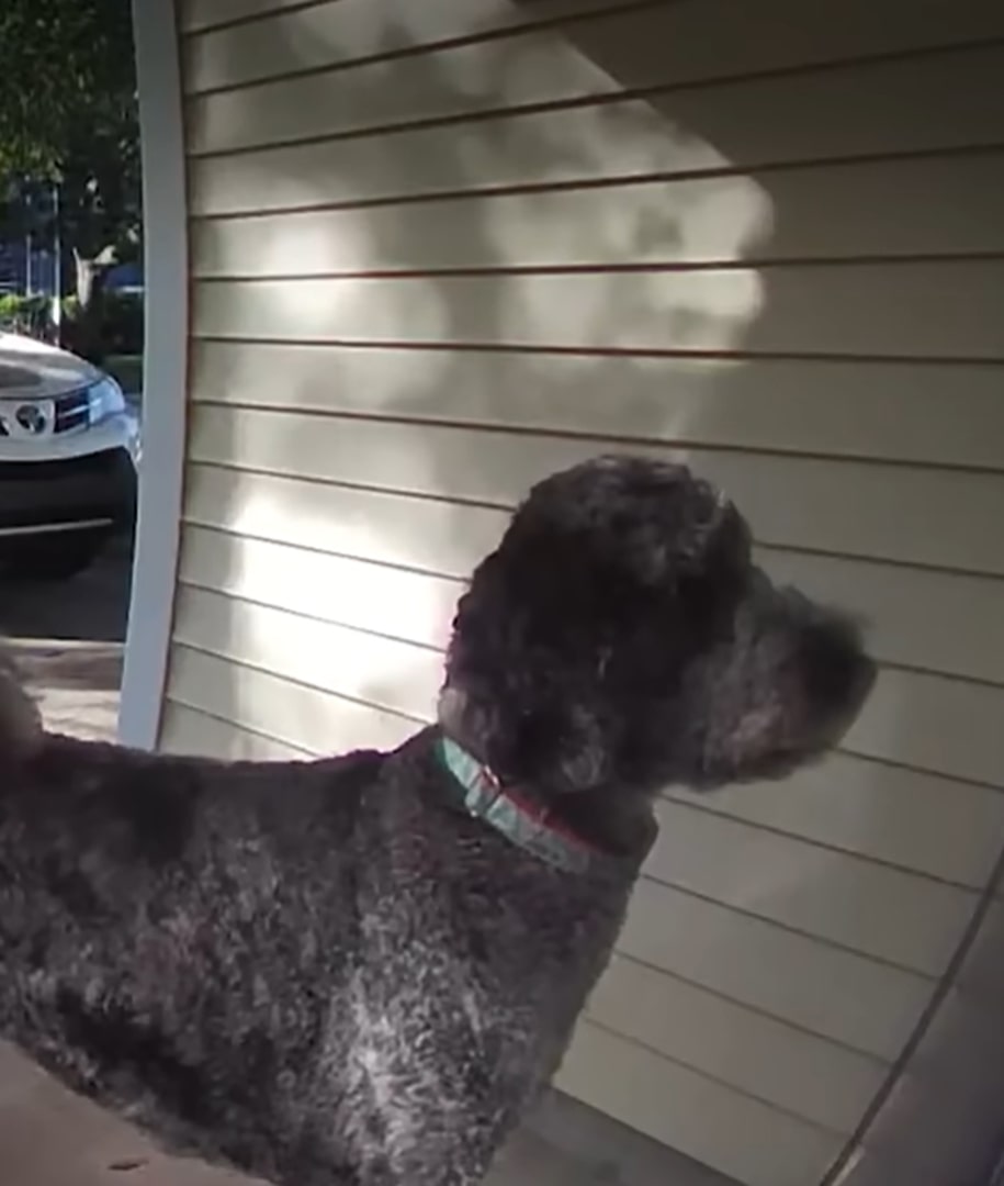 dog in front of doors