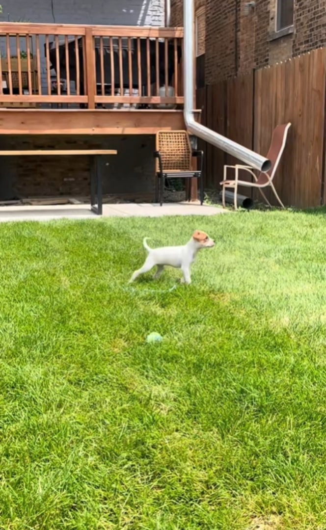 dog in grass
