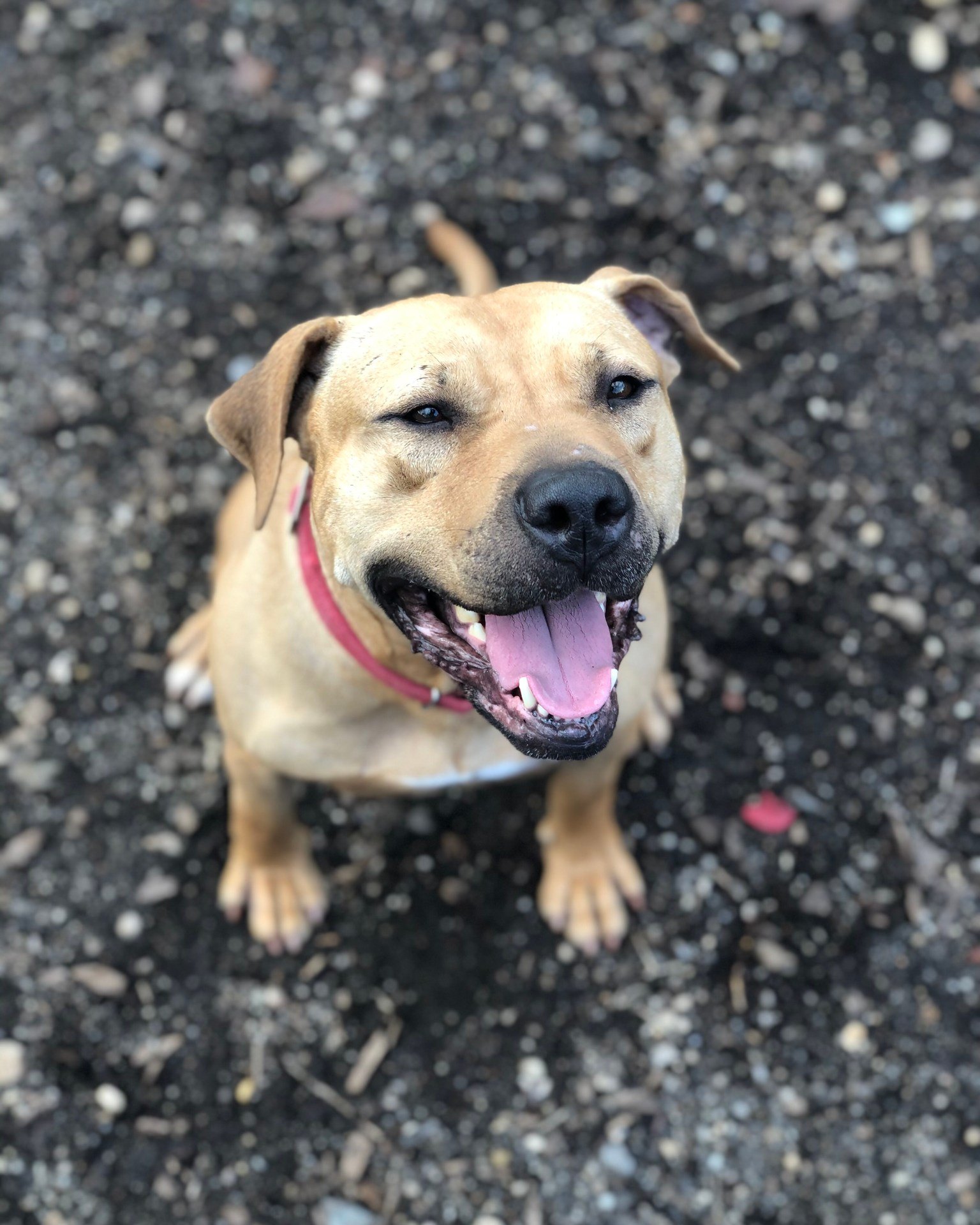 dog in grass smiling