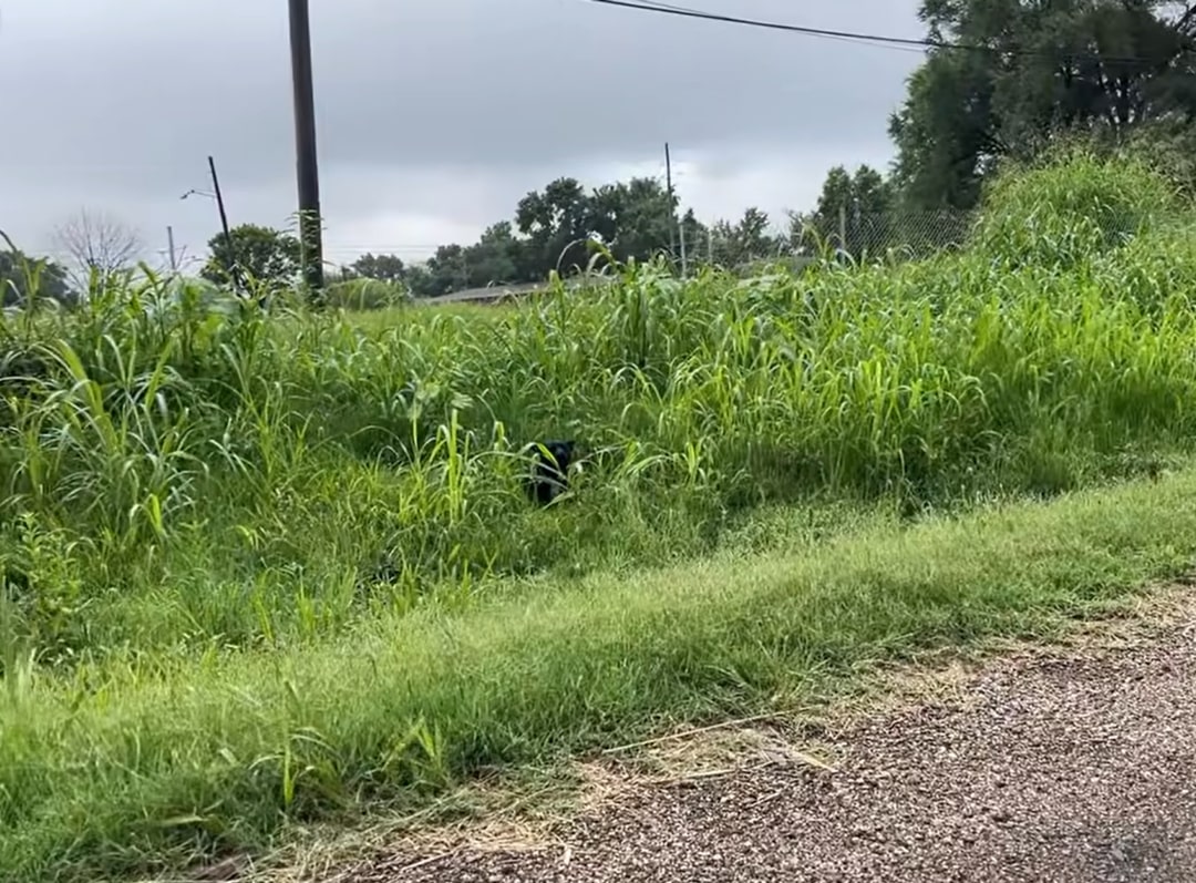 dog in grass