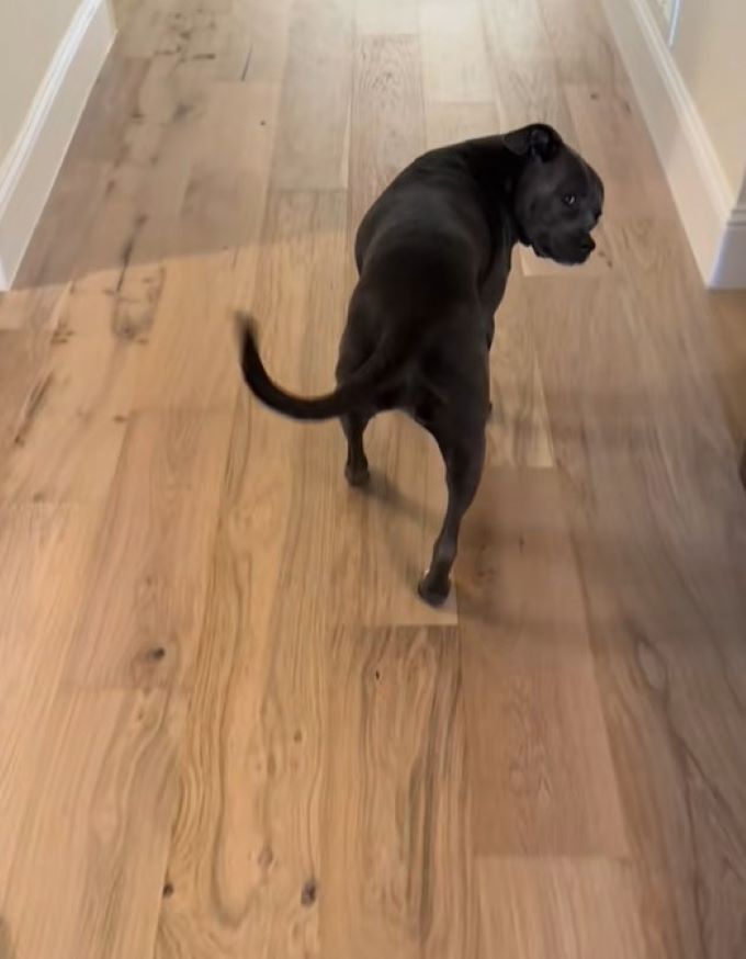 dog in hallway