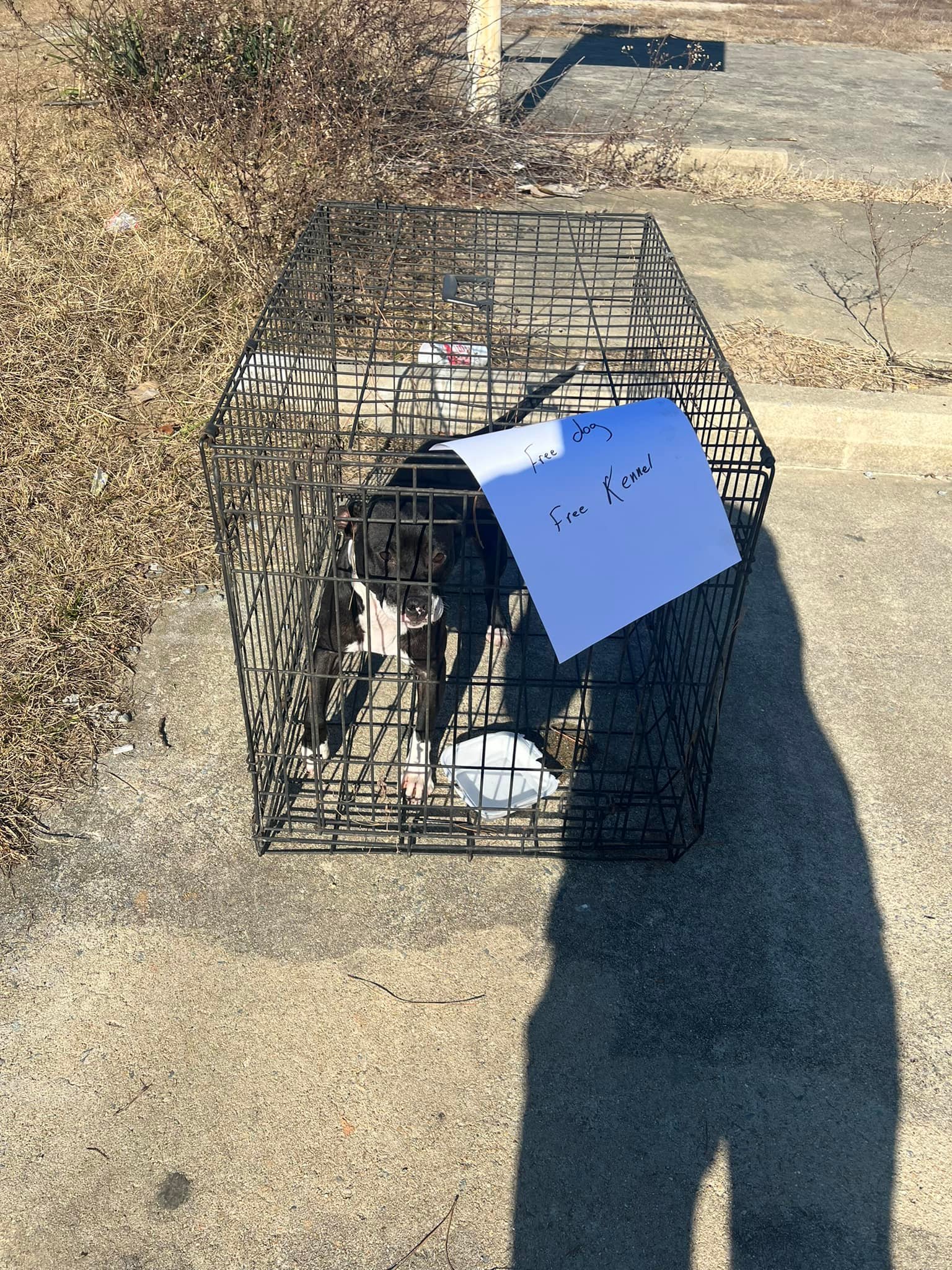dog in kennel with free sign