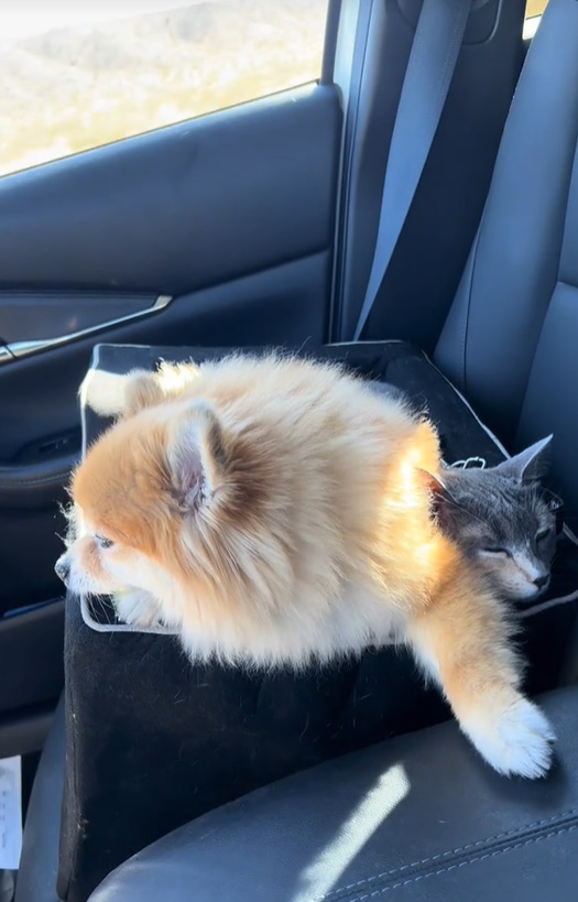 dog in the car
