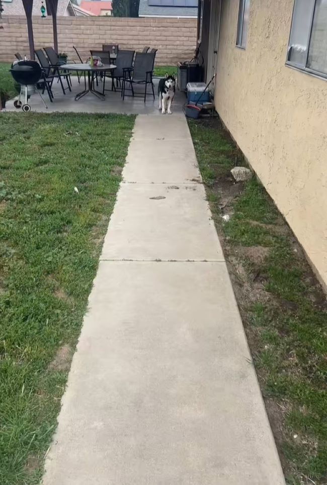 dog in the yard