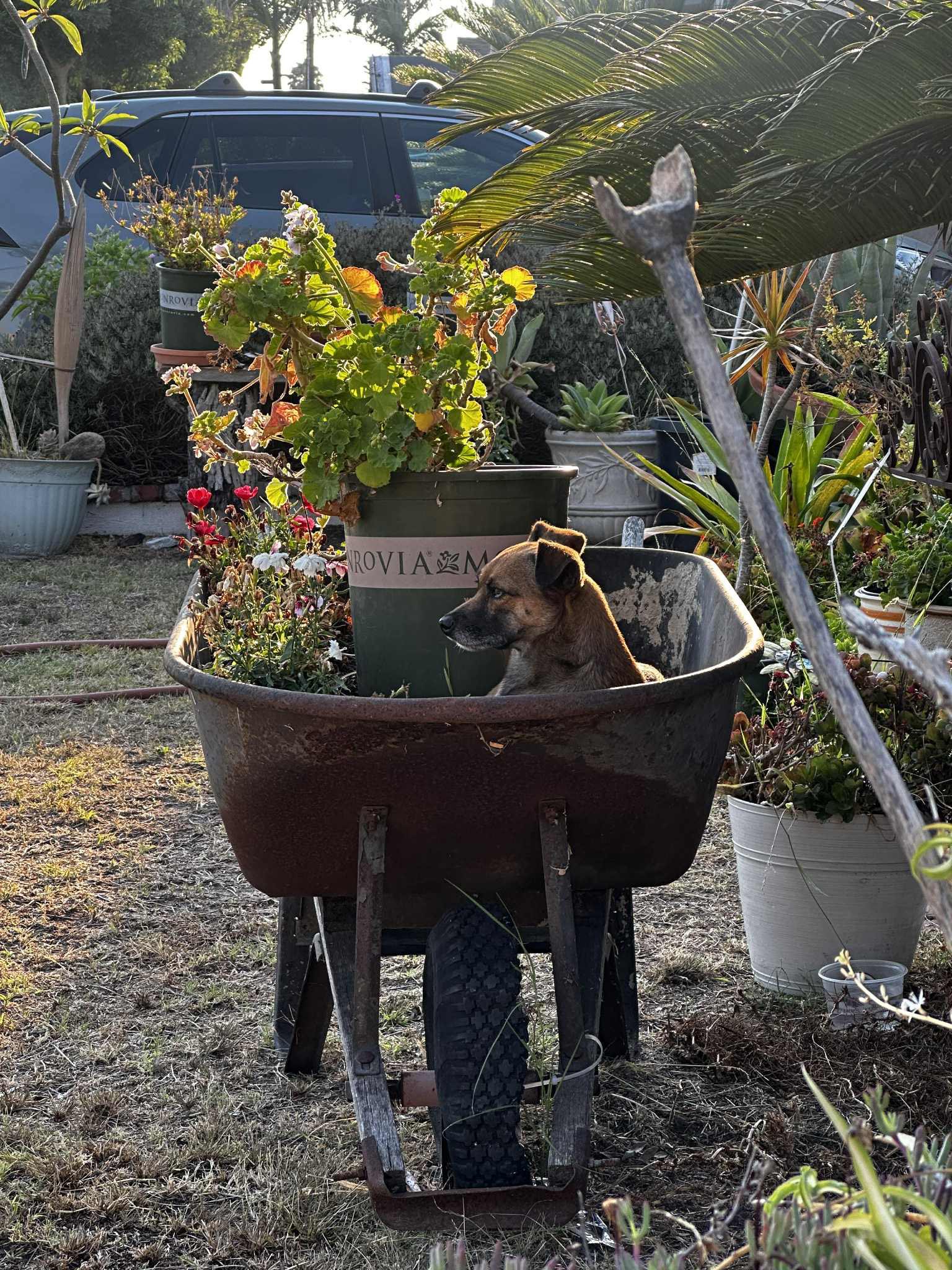 dog in wheelbarrow