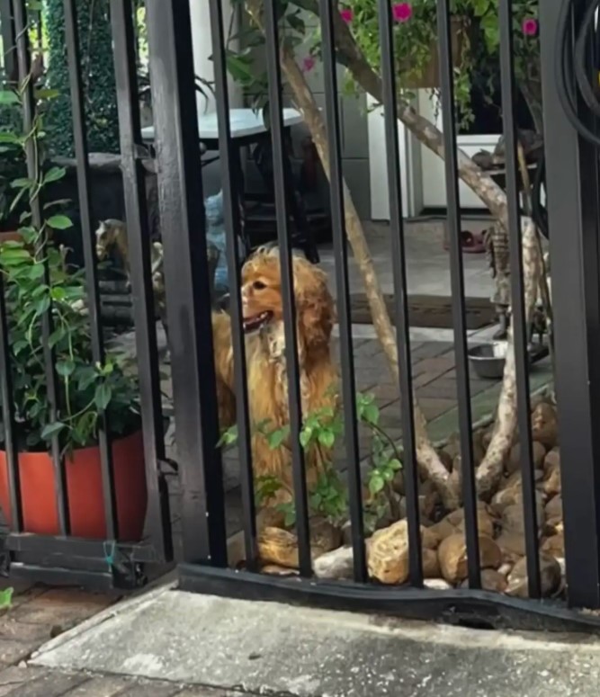dog in yard