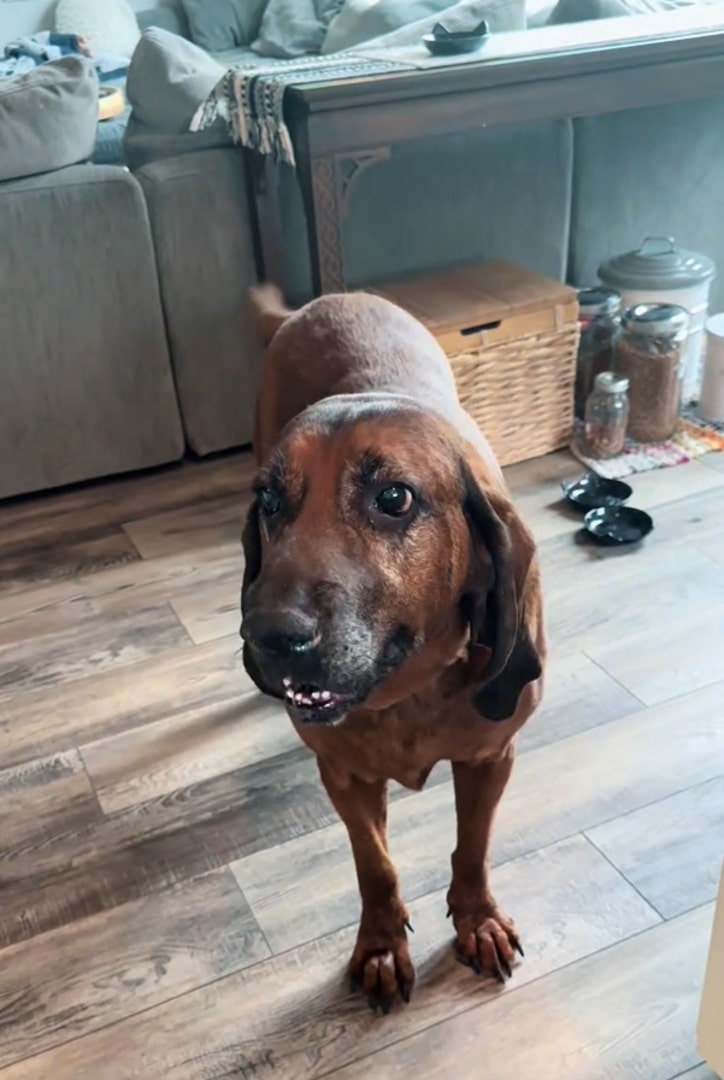 dog indoors
