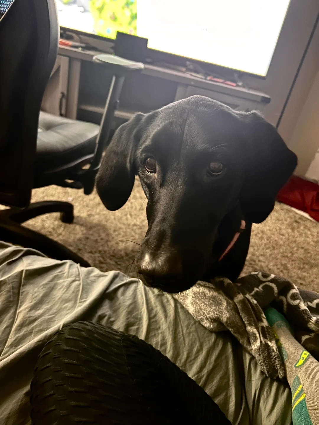 dog indoors