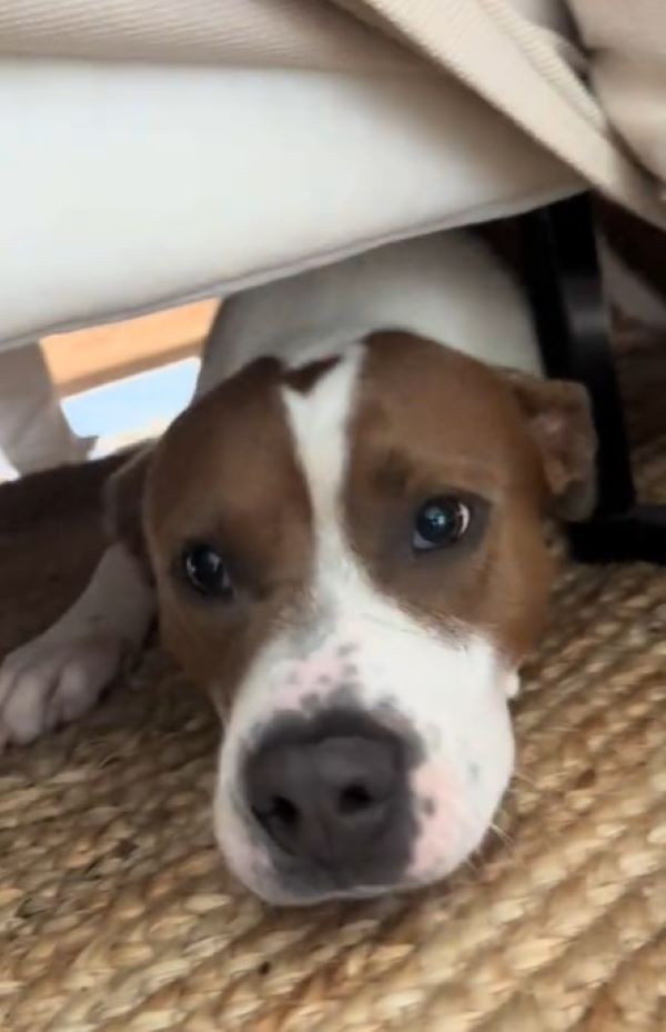 dog laying down