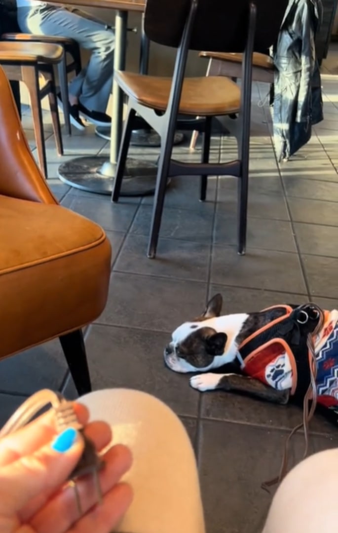 dog laying in bar