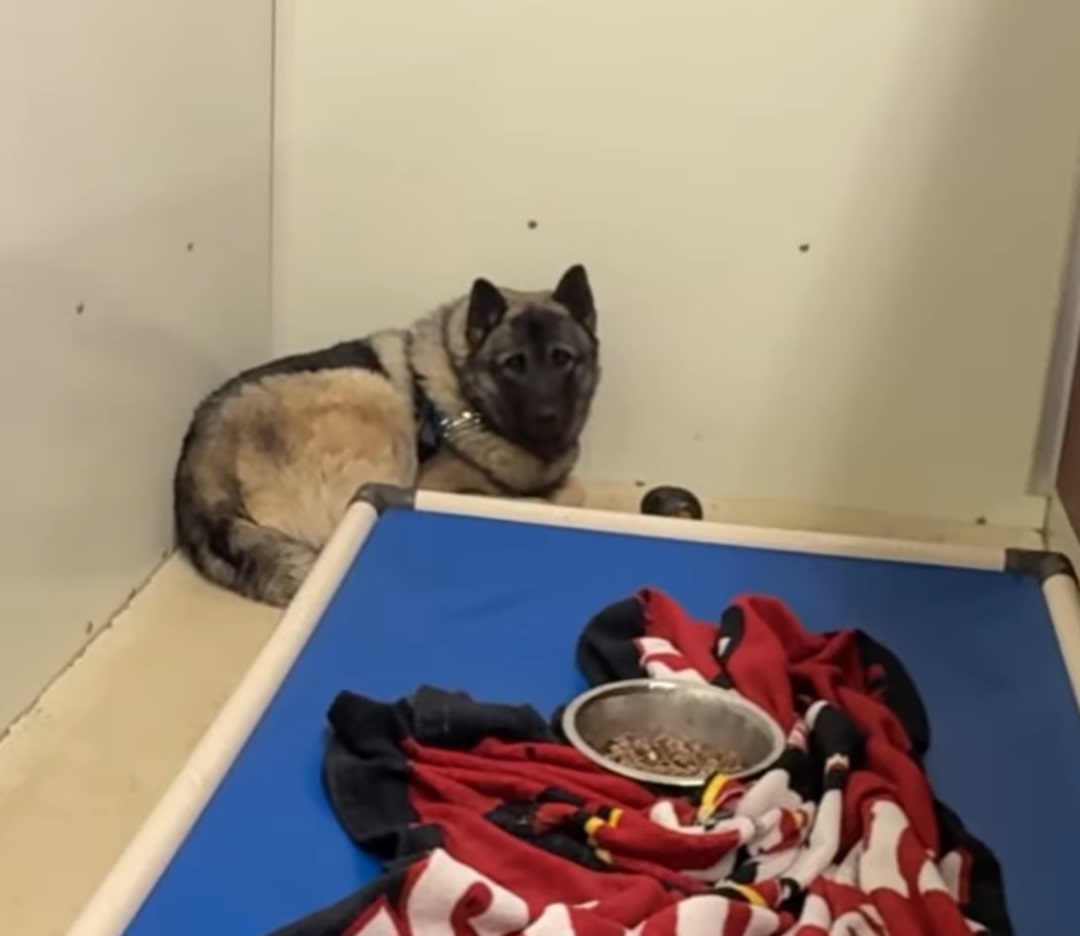 dog laying in corner