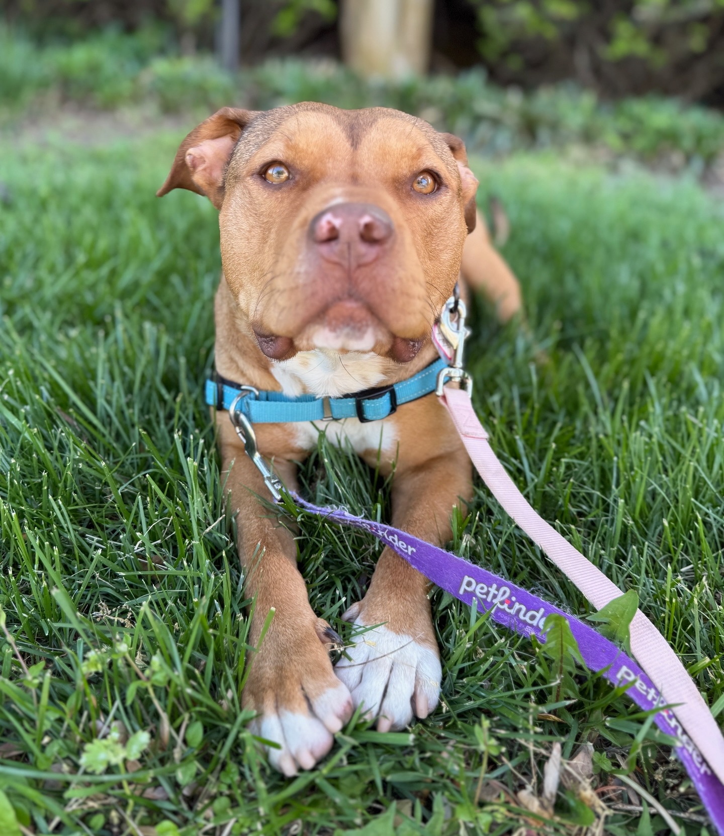 dog laying in grass