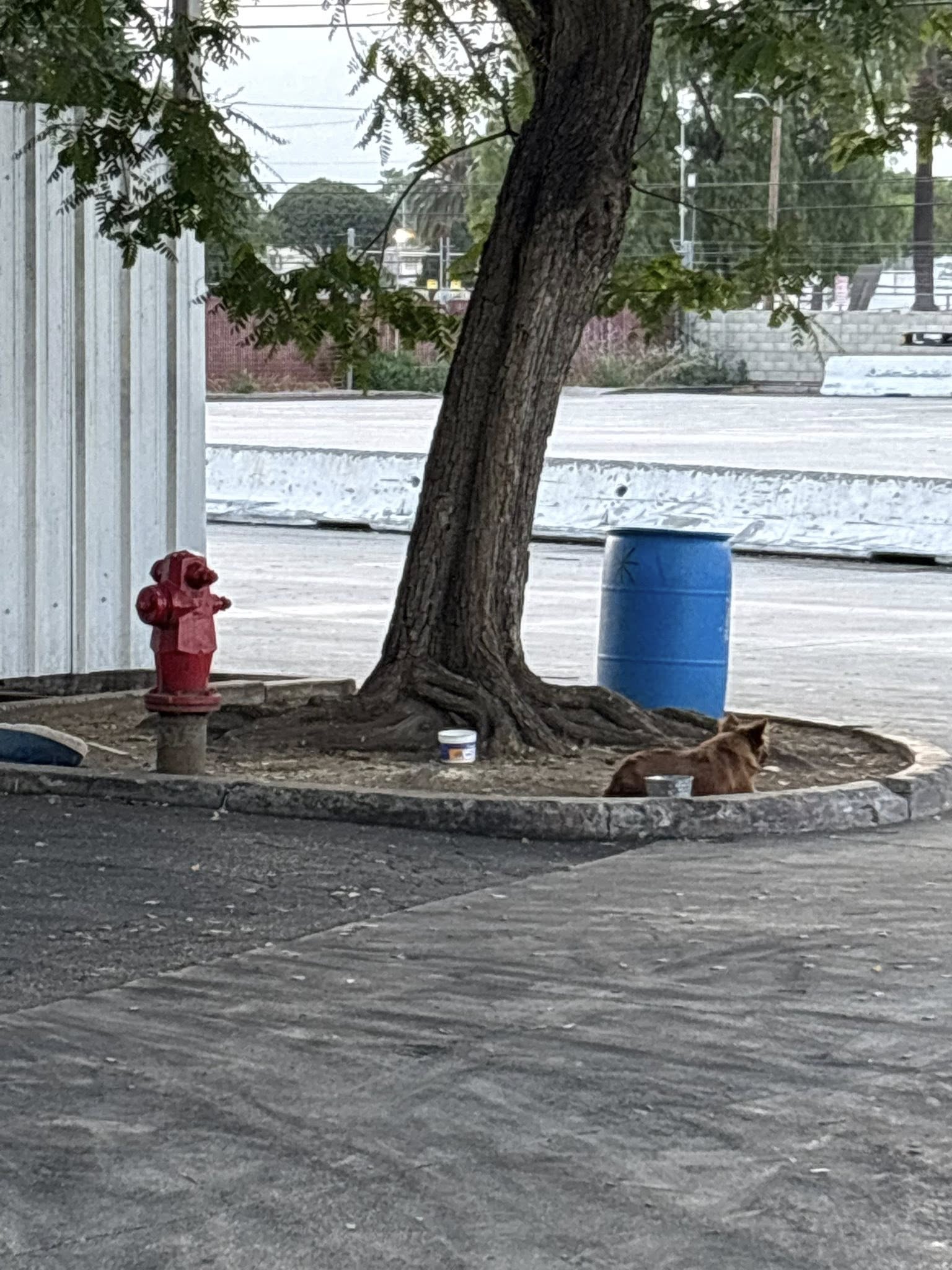 dog laying near tree