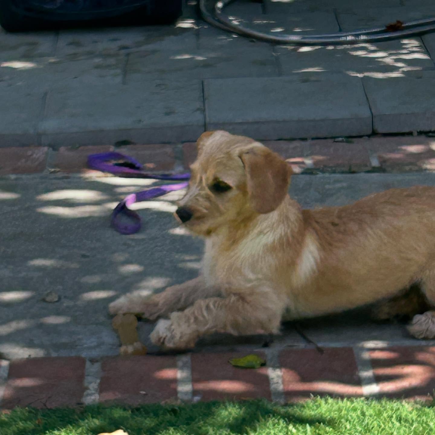dog laying on concrete