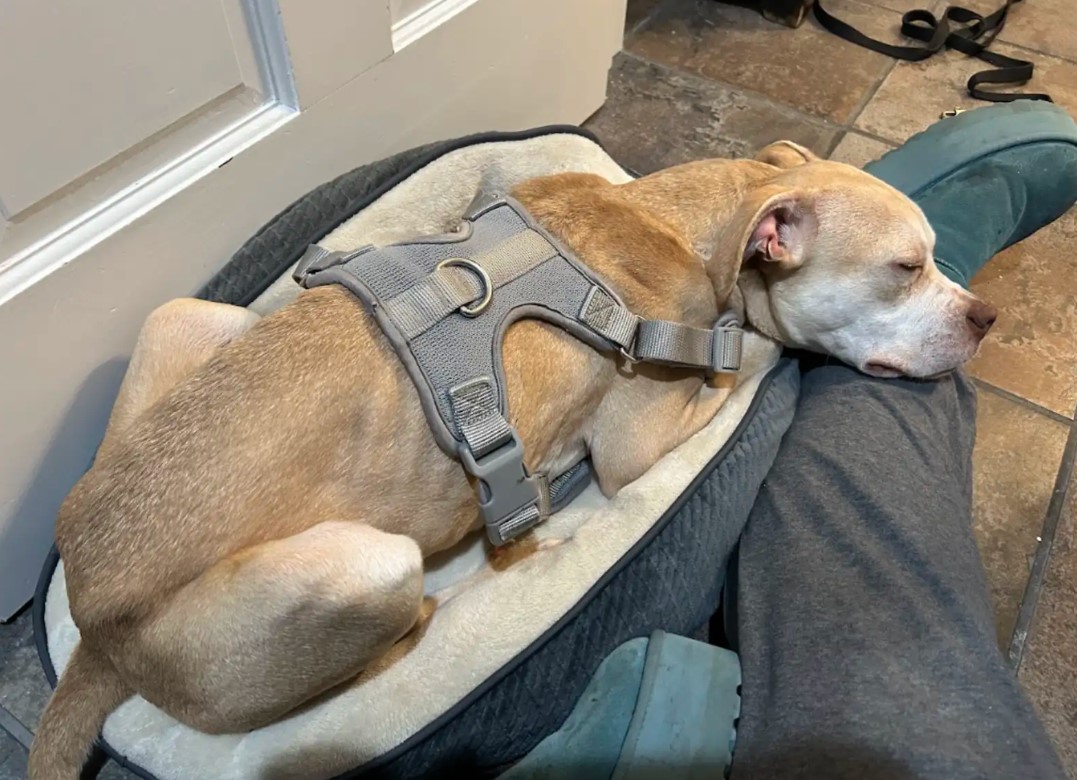 dog laying on owner