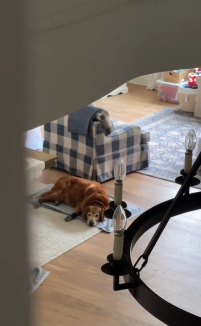 dog laying on the floor