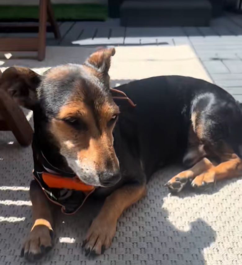 dog laying on the ground