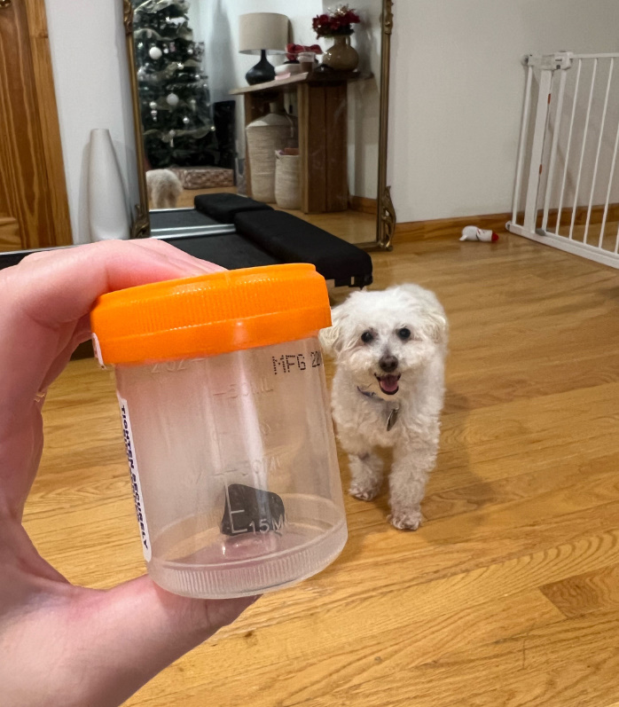dog looking at plastic container